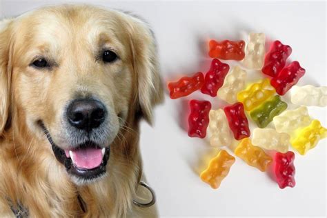 can dogs eat gummy bears